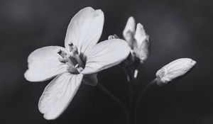 Preview wallpaper flower, plant, black and white, macro