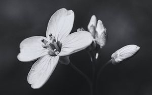 Preview wallpaper flower, plant, black and white, macro