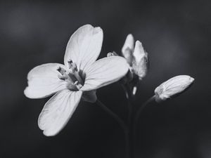 Preview wallpaper flower, plant, black and white, macro