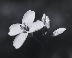 Preview wallpaper flower, plant, black and white, macro