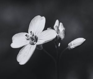 Preview wallpaper flower, plant, black and white, macro