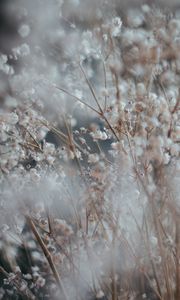 Preview wallpaper flower, plant, blur, bush, blooms, white, branched