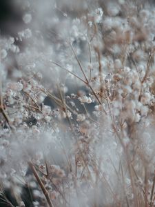 Preview wallpaper flower, plant, blur, bush, blooms, white, branched