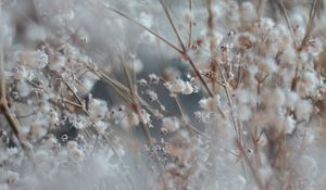 Preview wallpaper flower, plant, blur, bush, blooms, white, branched