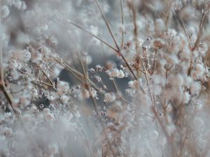 Preview wallpaper flower, plant, blur, bush, blooms, white, branched