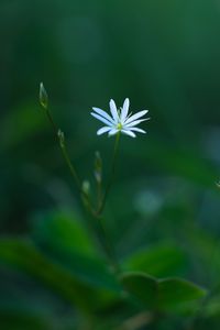 Preview wallpaper flower, plant, blur, macro
