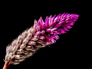 Preview wallpaper flower, plant, branch, dark background