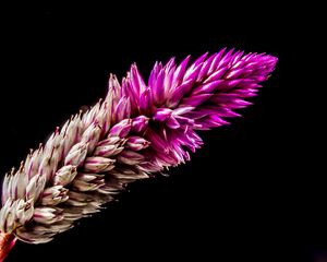 Preview wallpaper flower, plant, branch, dark background