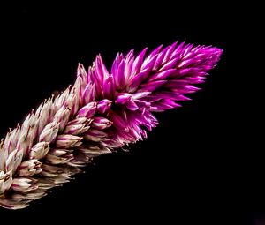 Preview wallpaper flower, plant, branch, dark background