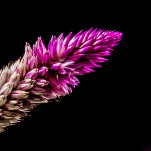 Preview wallpaper flower, plant, branch, dark background