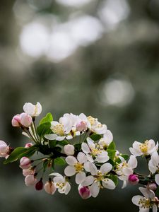 Preview wallpaper flower, plant, branch, blossom