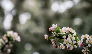 Preview wallpaper flower, plant, branch, blossom