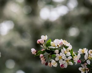 Preview wallpaper flower, plant, branch, blossom