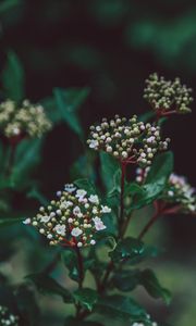 Preview wallpaper flower, plant, buds, white, green, blur, macro