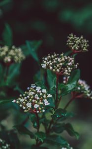 Preview wallpaper flower, plant, buds, white, green, blur, macro