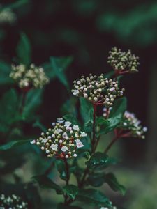 Preview wallpaper flower, plant, buds, white, green, blur, macro