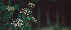 Preview wallpaper flower, plant, buds, white, green, blur, macro