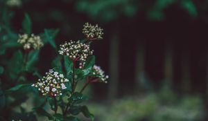 Preview wallpaper flower, plant, buds, white, green, blur, macro