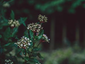 Preview wallpaper flower, plant, buds, white, green, blur, macro