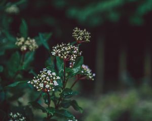 Preview wallpaper flower, plant, buds, white, green, blur, macro