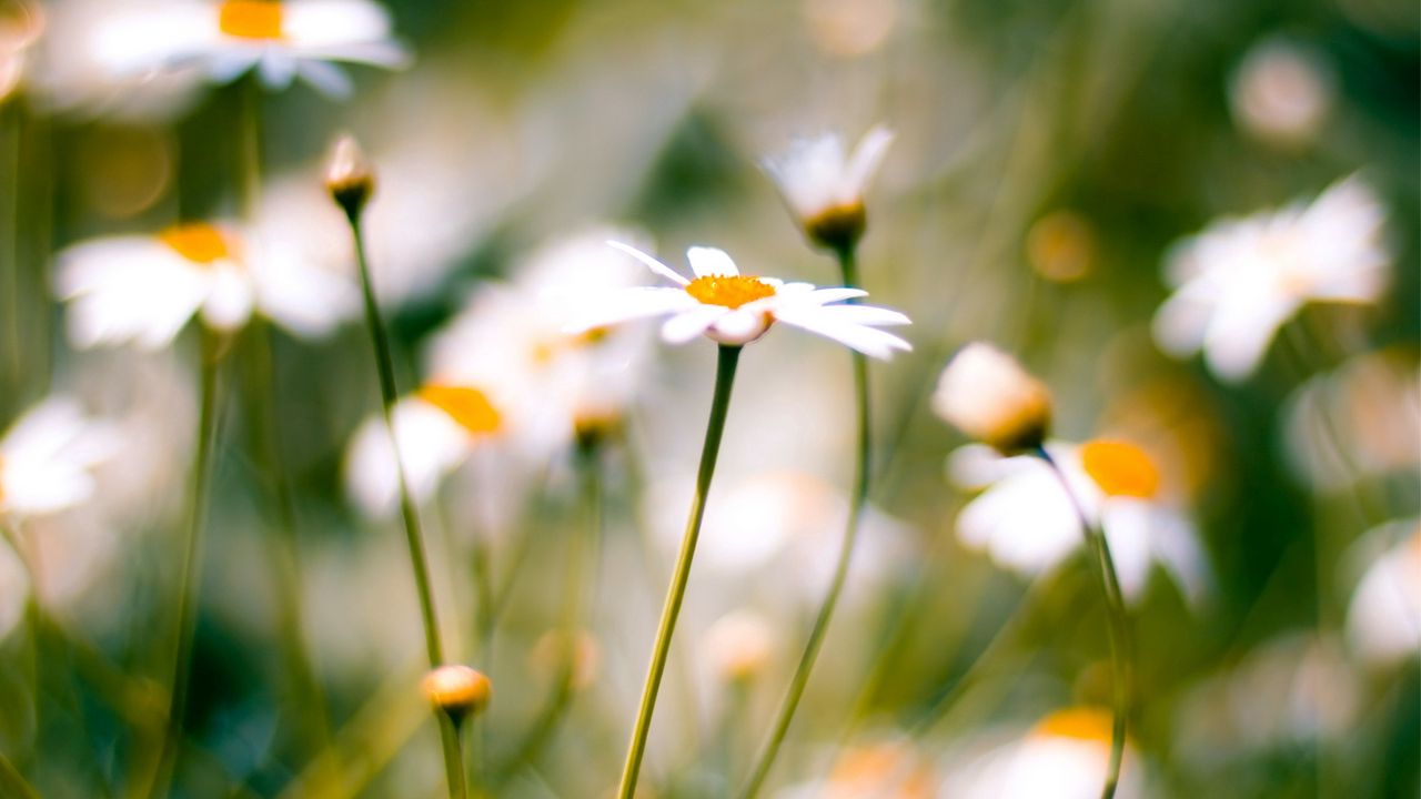Wallpaper flower, plant, daisies, field, motion blur