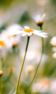 Preview wallpaper flower, plant, daisies, field, motion blur