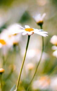 Preview wallpaper flower, plant, daisies, field, motion blur