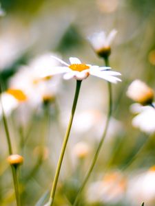 Preview wallpaper flower, plant, daisies, field, motion blur