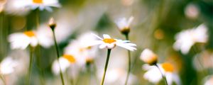 Preview wallpaper flower, plant, daisies, field, motion blur