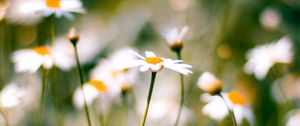 Preview wallpaper flower, plant, daisies, field, motion blur