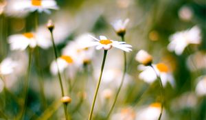 Preview wallpaper flower, plant, daisies, field, motion blur