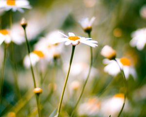 Preview wallpaper flower, plant, daisies, field, motion blur