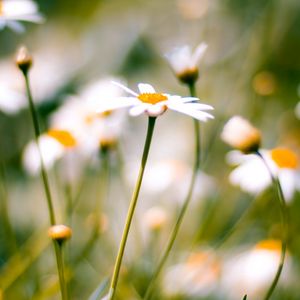 Preview wallpaper flower, plant, daisies, field, motion blur