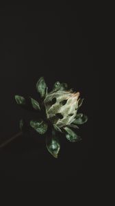 Preview wallpaper flower, plant, dark, bud, green