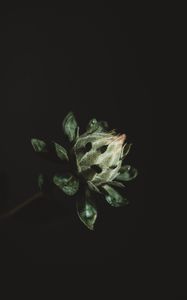 Preview wallpaper flower, plant, dark, bud, green