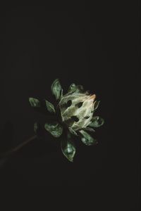 Preview wallpaper flower, plant, dark, bud, green