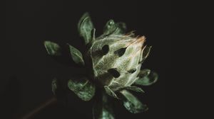 Preview wallpaper flower, plant, dark, bud, green