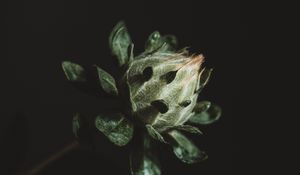 Preview wallpaper flower, plant, dark, bud, green