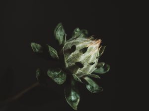 Preview wallpaper flower, plant, dark, bud, green