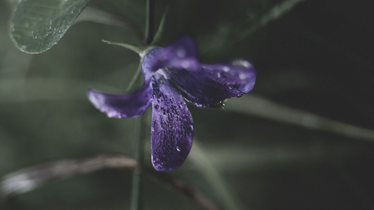 Wallpaper flower, plant, drops, purple, macro