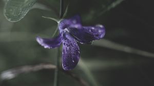 Preview wallpaper flower, plant, drops, purple, macro