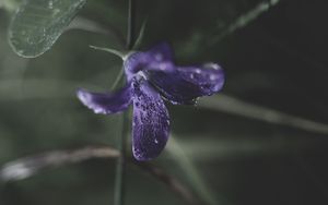 Preview wallpaper flower, plant, drops, purple, macro