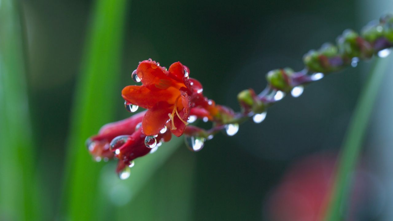 Wallpaper flower, plant, drops, dew, stem, background, blurred