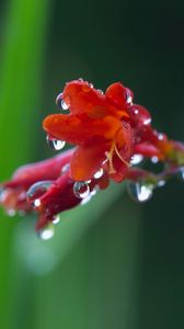 Preview wallpaper flower, plant, drops, dew, stem, background, blurred