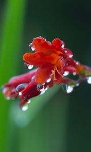 Preview wallpaper flower, plant, drops, dew, stem, background, blurred