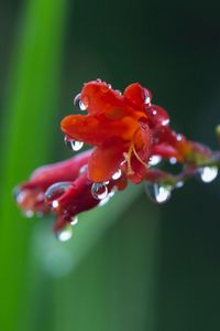 Preview wallpaper flower, plant, drops, dew, stem, background, blurred