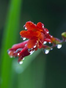 Preview wallpaper flower, plant, drops, dew, stem, background, blurred