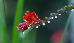 Preview wallpaper flower, plant, drops, dew, stem, background, blurred