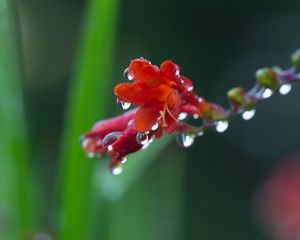 Preview wallpaper flower, plant, drops, dew, stem, background, blurred