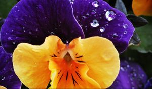 Preview wallpaper flower, plant, drops, dew, dappled, petals